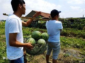 吃瓜论坛骄阳似火,吃瓜论坛热议焦点揭秘